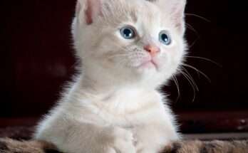 adorable white cat