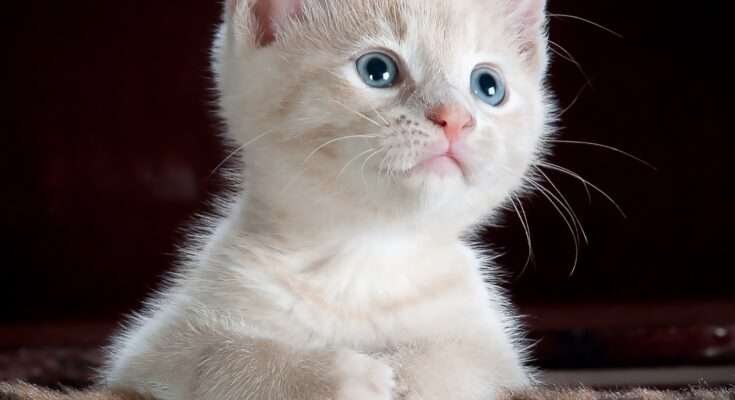 adorable white cat