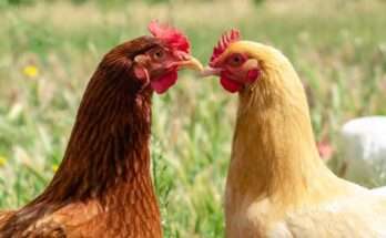How do chickens have sex
