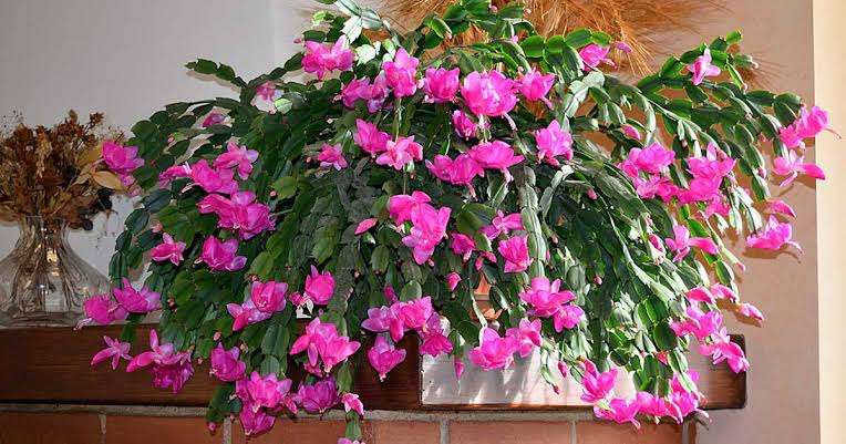 Planting and Caring For Christmas Cactus and Where To Buy Christmas Cactus
